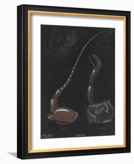 Shore Crab: Carcinus-Philip Henry Gosse-Framed Giclee Print