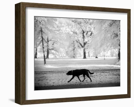 Shore Squad-Craig Satterlee-Framed Photographic Print