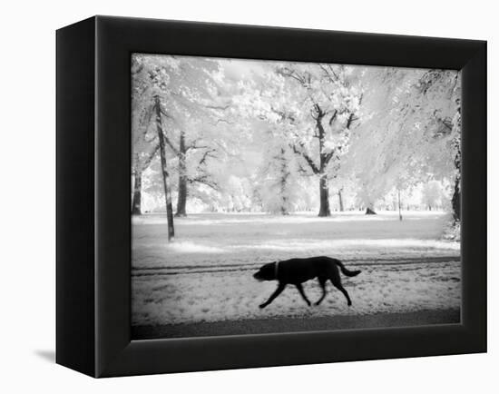 Shore Squad-Craig Satterlee-Framed Premier Image Canvas