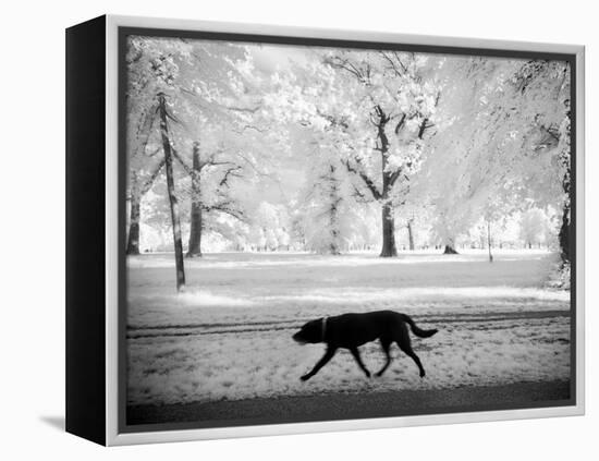 Shore Squad-Craig Satterlee-Framed Premier Image Canvas