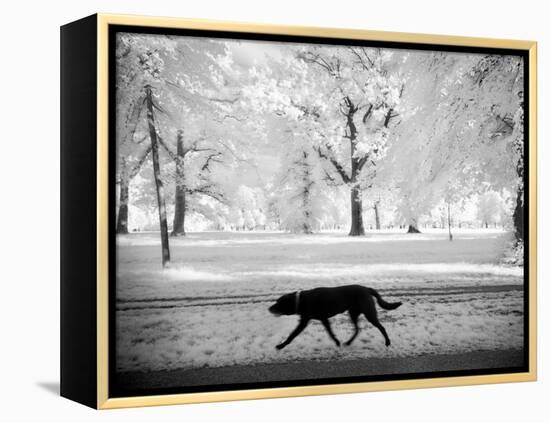 Shore Squad-Craig Satterlee-Framed Premier Image Canvas