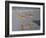 Shore Walkers-Bruce Dumas-Framed Giclee Print