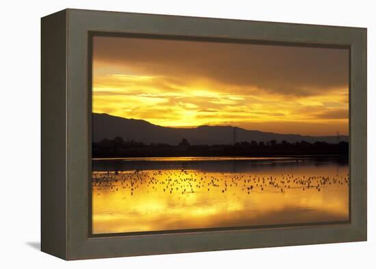 Shorebirds on Salt Pond at Sunrise-null-Framed Premier Image Canvas