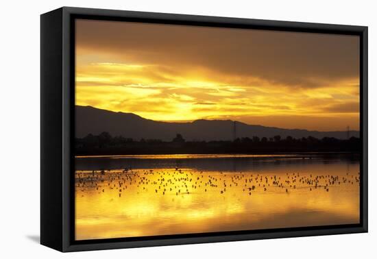 Shorebirds on Salt Pond at Sunrise-null-Framed Premier Image Canvas