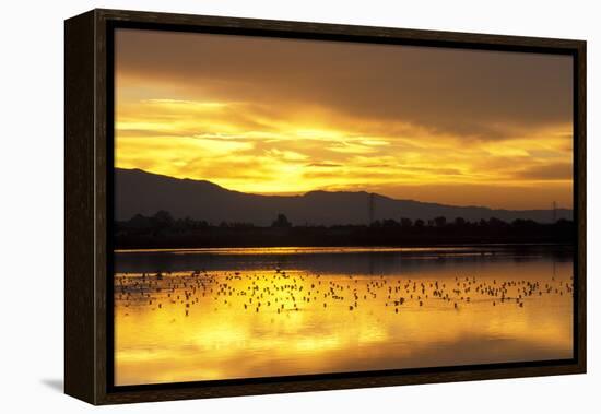 Shorebirds on Salt Pond at Sunrise-null-Framed Premier Image Canvas