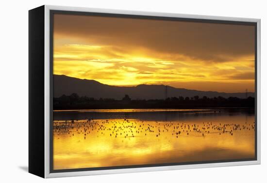 Shorebirds on Salt Pond at Sunrise-null-Framed Premier Image Canvas