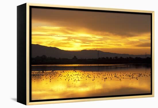 Shorebirds on Salt Pond at Sunrise-null-Framed Premier Image Canvas