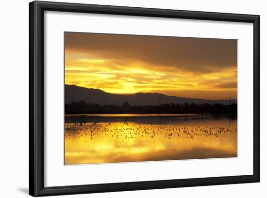 Shorebirds on Salt Pond at Sunrise-null-Framed Photographic Print