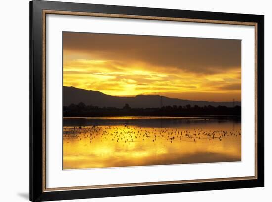 Shorebirds on Salt Pond at Sunrise-null-Framed Photographic Print