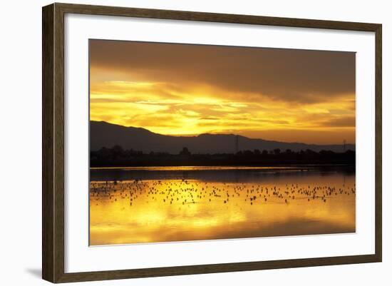 Shorebirds on Salt Pond at Sunrise-null-Framed Photographic Print