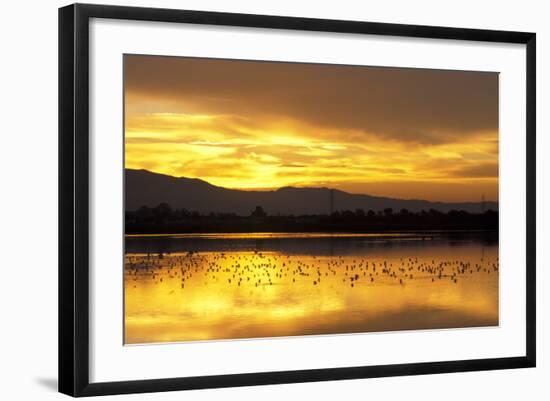 Shorebirds on Salt Pond at Sunrise-null-Framed Photographic Print