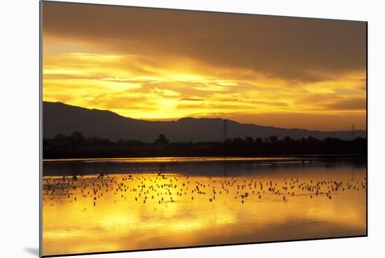 Shorebirds on Salt Pond at Sunrise-null-Mounted Photographic Print