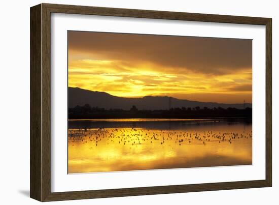 Shorebirds on Salt Pond at Sunrise-null-Framed Photographic Print