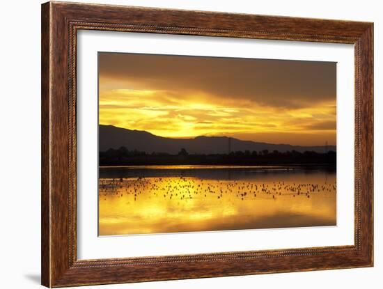 Shorebirds on Salt Pond at Sunrise-null-Framed Photographic Print