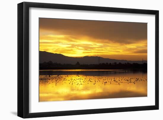 Shorebirds on Salt Pond at Sunrise-null-Framed Photographic Print