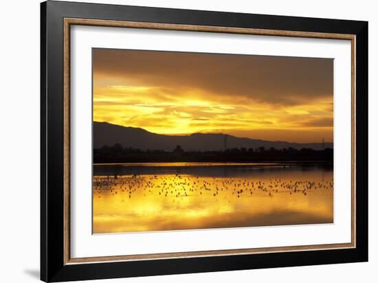 Shorebirds on Salt Pond at Sunrise-null-Framed Photographic Print