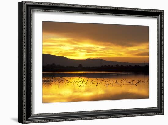 Shorebirds on Salt Pond at Sunrise-null-Framed Photographic Print