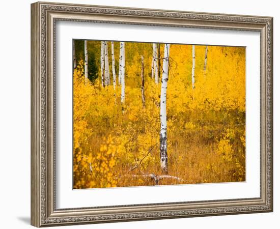 Shoreguild-Craig Satterlee-Framed Photographic Print