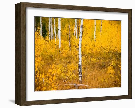 Shoreguild-Craig Satterlee-Framed Photographic Print