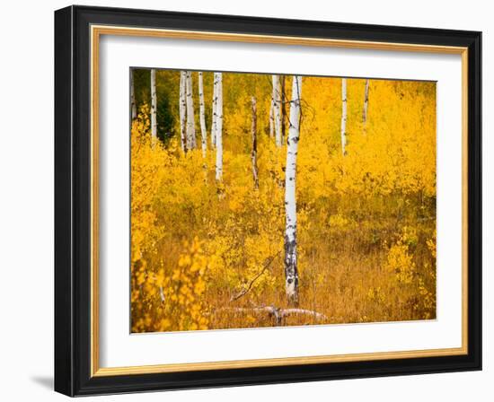 Shoreguild-Craig Satterlee-Framed Photographic Print