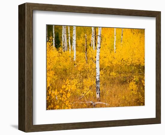 Shoreguild-Craig Satterlee-Framed Photographic Print