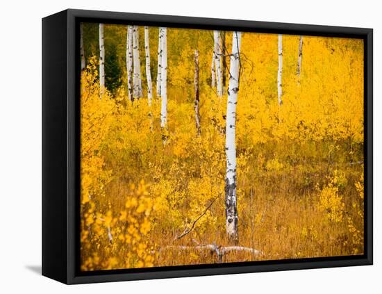 Shoreguild-Craig Satterlee-Framed Premier Image Canvas