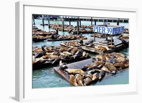 Shoreline along San Francisco Looking towards Piers 39 and Fisherman's Wharf-Jeff Whyte-Framed Photographic Print