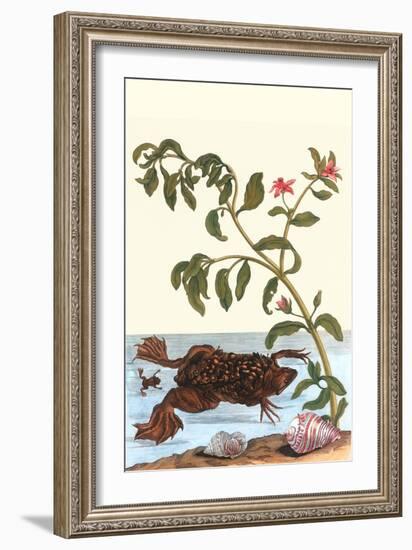 Shoreline Purslane with a Common Surinam Toad-Maria Sibylla Merian-Framed Art Print