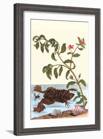 Shoreline Purslane with a Common Surinam Toad-Maria Sibylla Merian-Framed Art Print