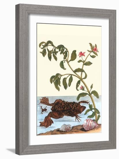 Shoreline Purslane with a Common Surinam Toad-Maria Sibylla Merian-Framed Art Print