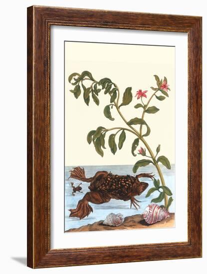 Shoreline Purslane with a Common Surinam Toad-Maria Sibylla Merian-Framed Art Print