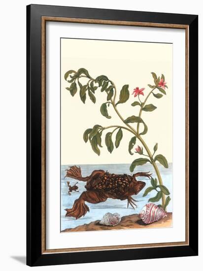 Shoreline Purslane with a Common Surinam Toad-Maria Sibylla Merian-Framed Art Print