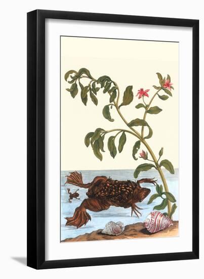 Shoreline Purslane with a Common Surinam Toad-Maria Sibylla Merian-Framed Art Print