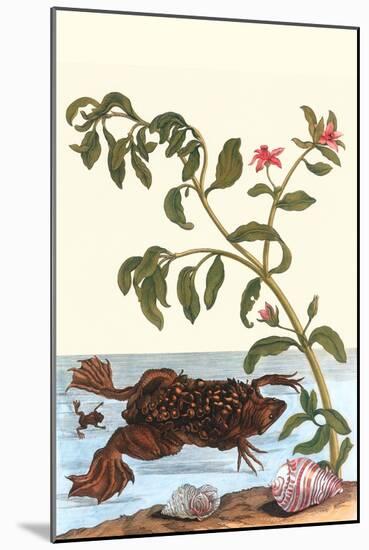 Shoreline Purslane with a Common Surinam Toad-Maria Sibylla Merian-Mounted Art Print
