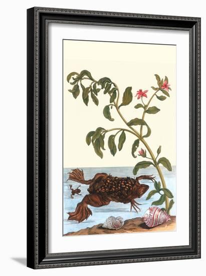 Shoreline Purslane with a Common Surinam Toad-Maria Sibylla Merian-Framed Art Print