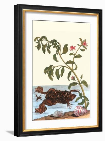 Shoreline Purslane with a Common Surinam Toad-Maria Sibylla Merian-Framed Art Print