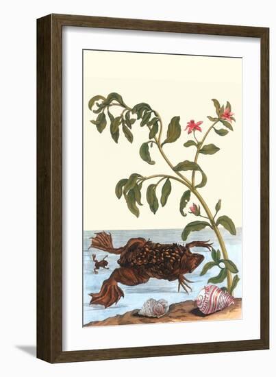 Shoreline Purslane with a Common Surinam Toad-Maria Sibylla Merian-Framed Premium Giclee Print