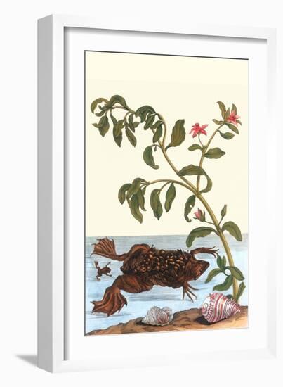 Shoreline Purslane with a Common Surinam Toad-Maria Sibylla Merian-Framed Premium Giclee Print