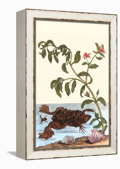 Shoreline Purslane with a Common Surinam Toad-Maria Sibylla Merian-Framed Stretched Canvas