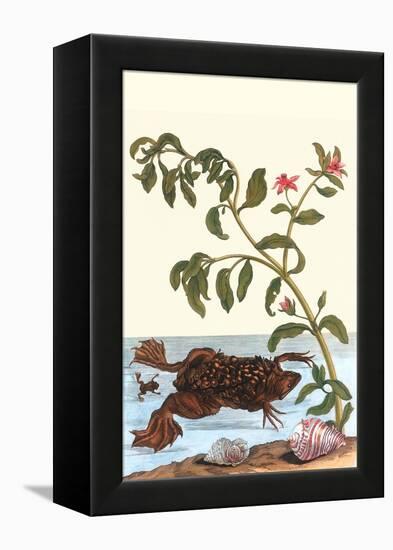 Shoreline Purslane with a Common Surinam Toad-Maria Sibylla Merian-Framed Stretched Canvas