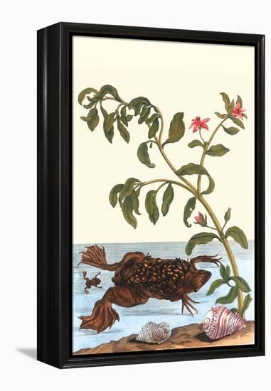 Shoreline Purslane with a Common Surinam Toad-Maria Sibylla Merian-Framed Stretched Canvas