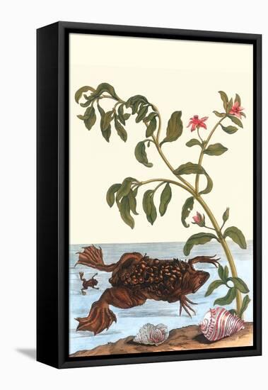 Shoreline Purslane with a Common Surinam Toad-Maria Sibylla Merian-Framed Stretched Canvas