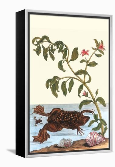 Shoreline Purslane with a Common Surinam Toad-Maria Sibylla Merian-Framed Stretched Canvas