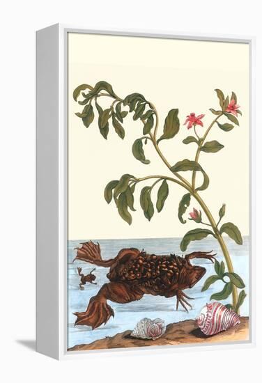 Shoreline Purslane with a Common Surinam Toad-Maria Sibylla Merian-Framed Stretched Canvas