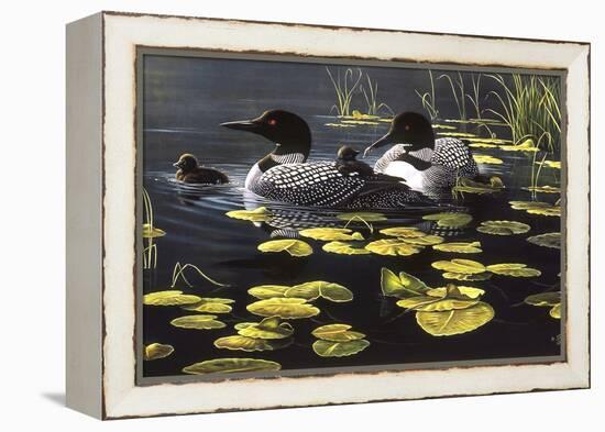 Shoreline Refuge - Loon Family-Wilhelm Goebel-Framed Premier Image Canvas