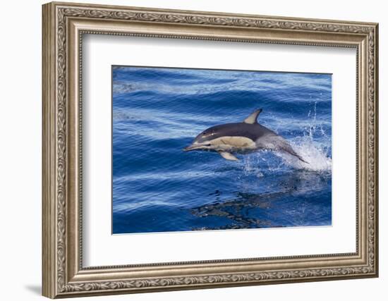 Short-Beaked Common Dolphin (Delphinus Delphis) Breaking the Surface and Leaping from the Water-Brent Stephenson-Framed Photographic Print