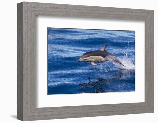 Short-Beaked Common Dolphin (Delphinus Delphis) Breaking the Surface and Leaping from the Water-Brent Stephenson-Framed Photographic Print