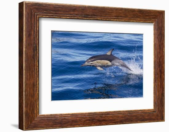 Short-Beaked Common Dolphin (Delphinus Delphis) Breaking the Surface and Leaping from the Water-Brent Stephenson-Framed Photographic Print