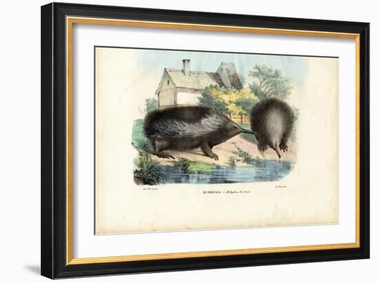 Short-Beaked Echidna, 1863-79-Raimundo Petraroja-Framed Giclee Print