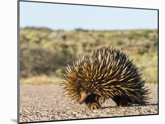 Short-beaked echidna (Tachyglossus aculeatus), crossing the road, Cape Range National Park-Michael Nolan-Mounted Photographic Print